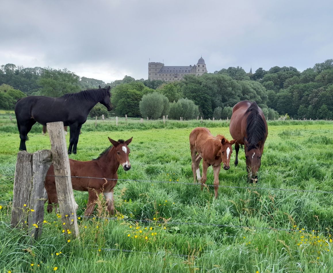 2023-05-24_Silvia Kohlschmidt_2